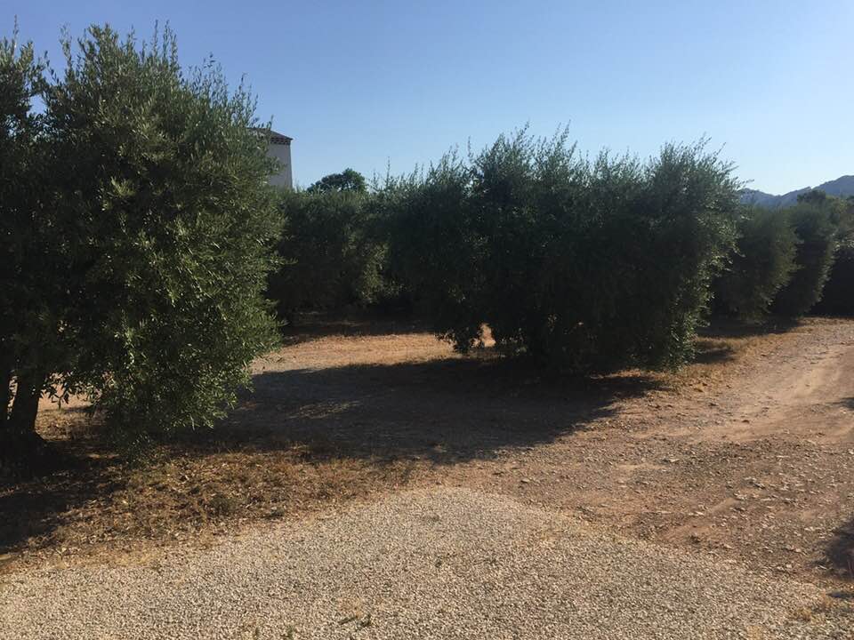 Joli terrain 500M2 à Aureille