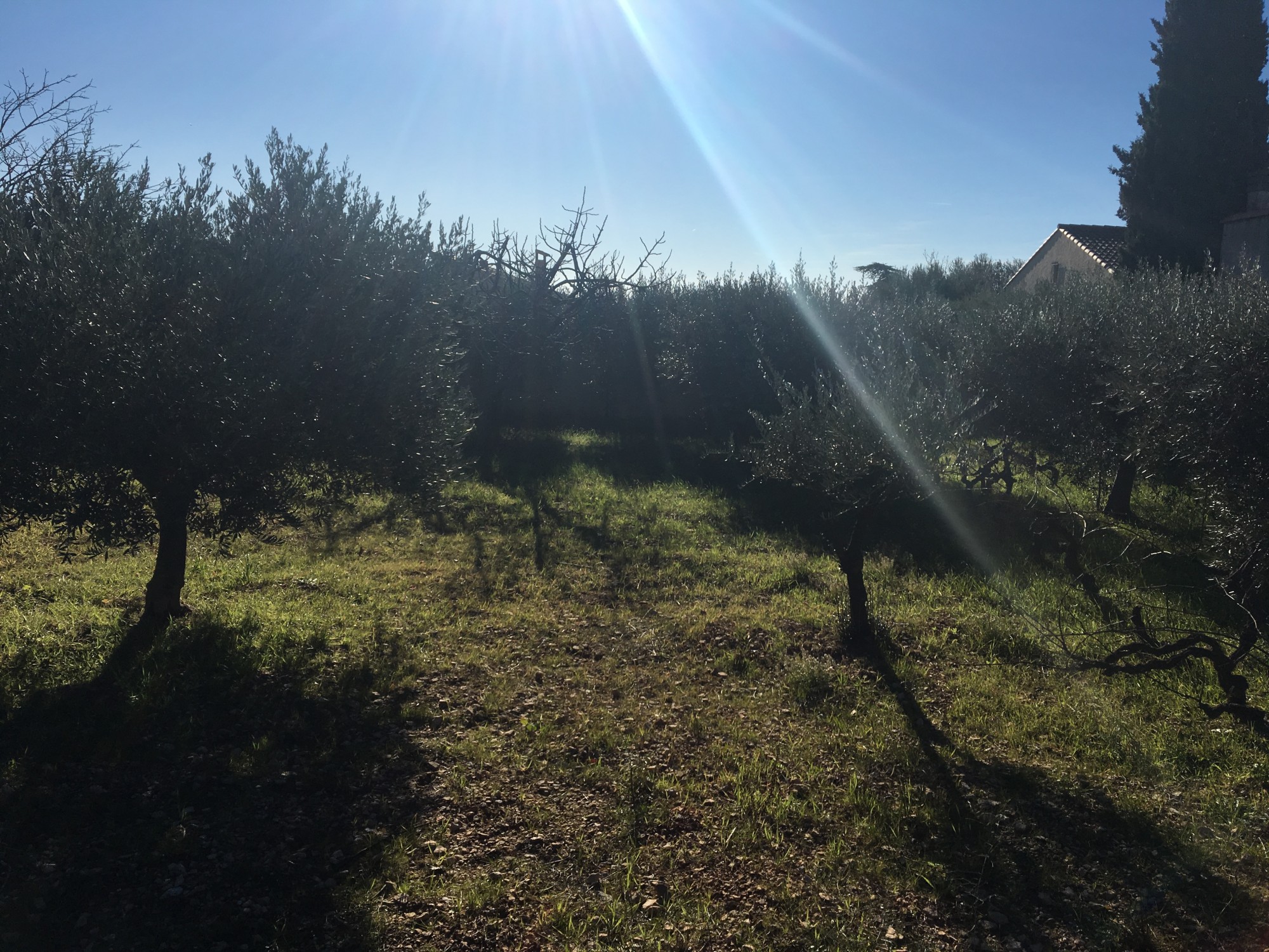 TERRAIN CONSTRUCTIBLE DE 700M2 À LA FARE LES OLIVIERS